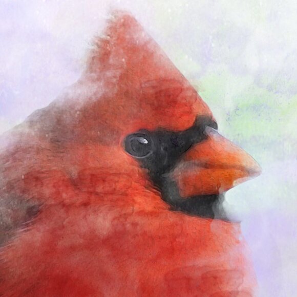 4x4 Chubby Northern Red Cardinal Watercolor Illustration‎ Art Painting Print - Picture 3 of 4